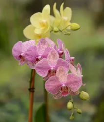 Aj v prípade, že svojim orchideám venujete najlepšiu starostlivosť, môže sa stať, že postupom času začnú strácať na vitalite. Ako ich znova naštartovať a prinavrátiť im zdravie a úžasné kvitnutie?