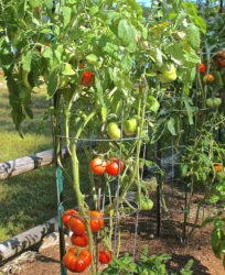 paradajky-pestovanie-hnojivo